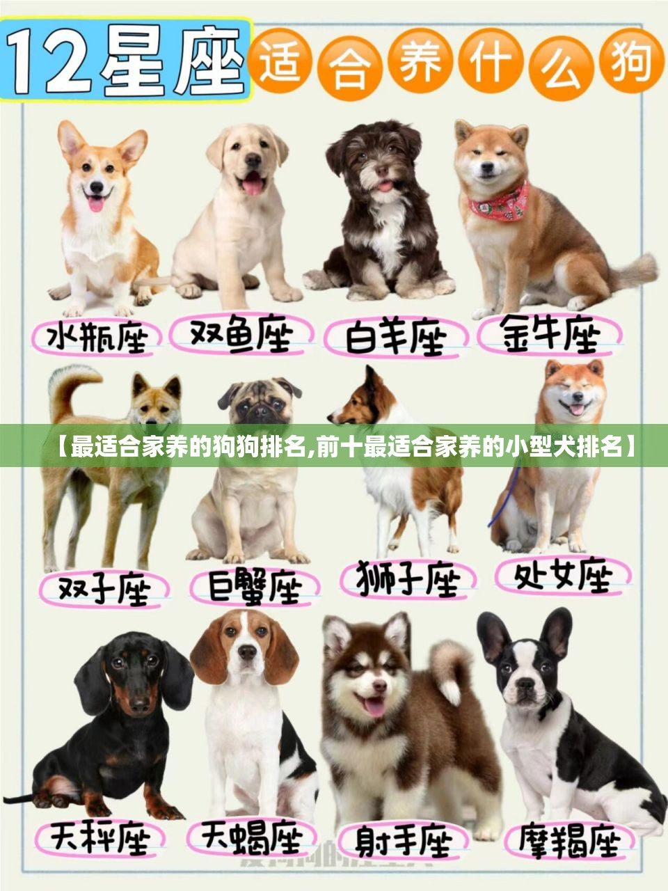 【最适合家养的狗狗排名,前十最适合家养的小型犬排名】 【最适合家养的狗狗排名,前十最适合家养的小型犬排名】