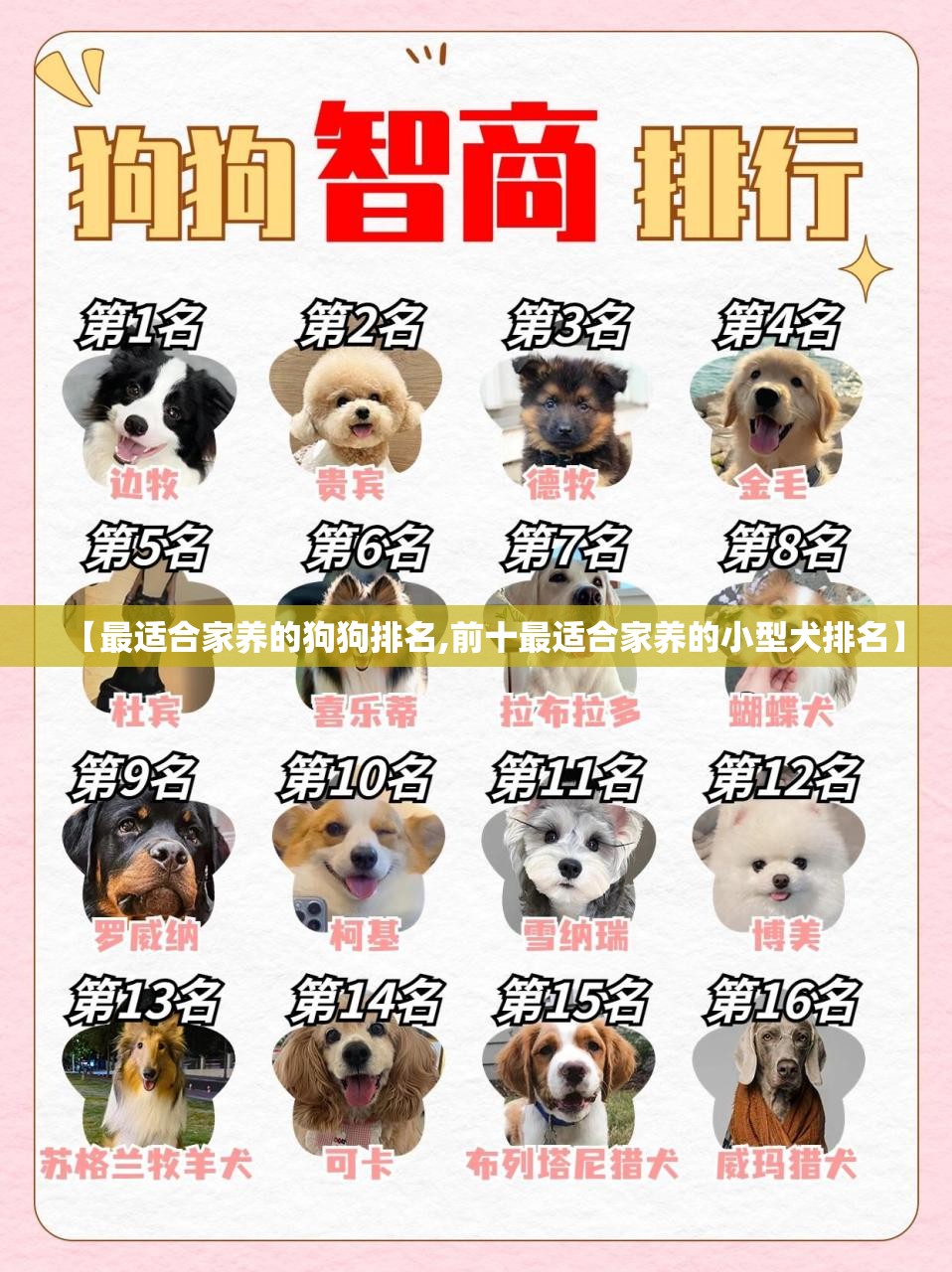 【最适合家养的狗狗排名,前十最适合家养的小型犬排名】 【最适合家养的狗狗排名,前十最适合家养的小型犬排名】