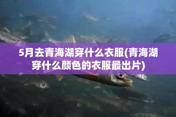5月去青海湖穿什么衣服(青海湖穿什么颜色的衣服最出片) 5月去青海湖穿什么衣服(青海湖穿什么颜色的衣服最出片)