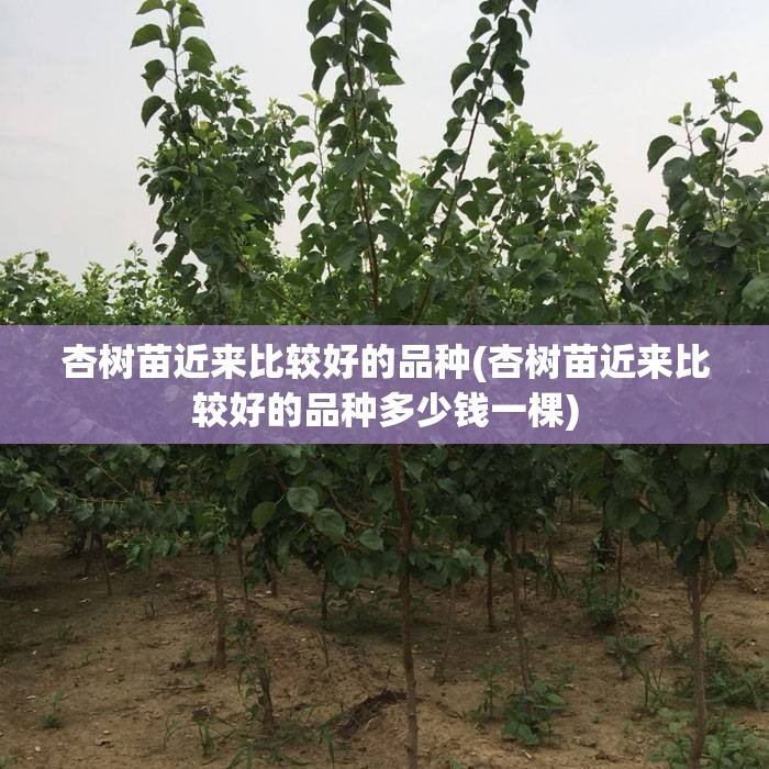 杏树苗近来比较好的品种(杏树苗近来比较好的品种多少钱一棵)