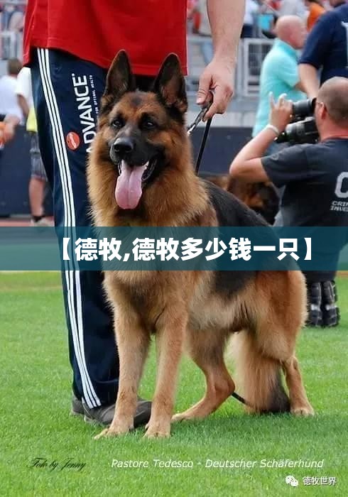 【德牧,德牧多少钱一只】