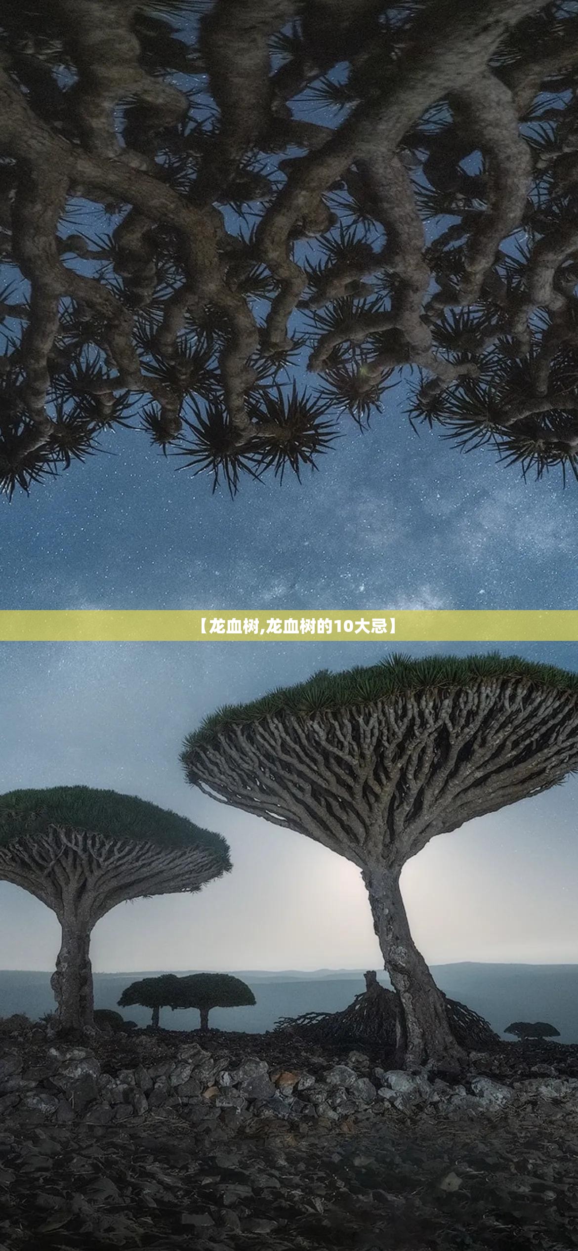 【龙血树,龙血树的10大忌】 【龙血树,龙血树的10大忌】