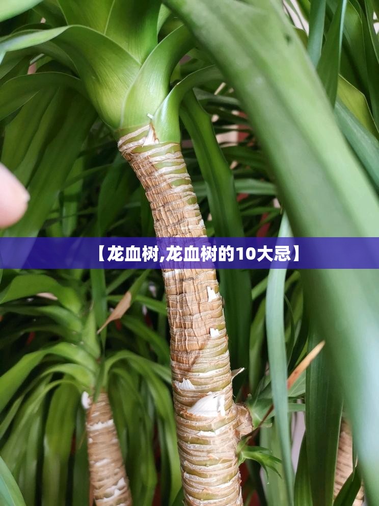 【龙血树,龙血树的10大忌】 【龙血树,龙血树的10大忌】