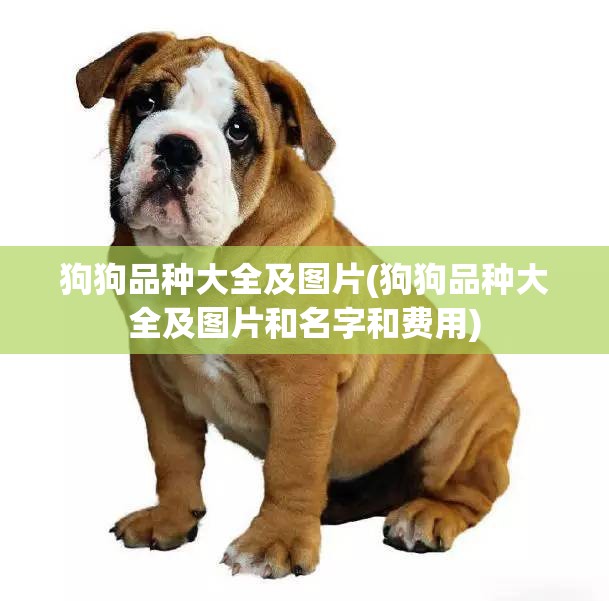 狗狗品种大全及图片(狗狗品种大全及图片和名字和费用) 狗狗品种大全及图片(狗狗品种大全及图片和名字和费用)