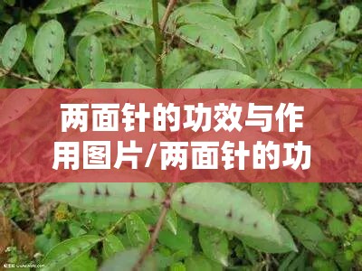 两面针的功效与作用图片/两面针的功效与作用是什么