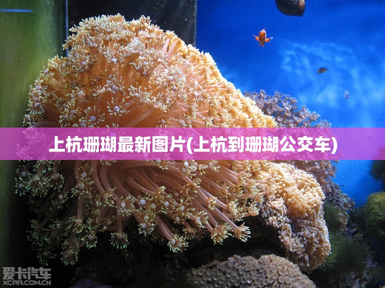 上杭珊瑚最新图片(上杭到珊瑚公交车)
