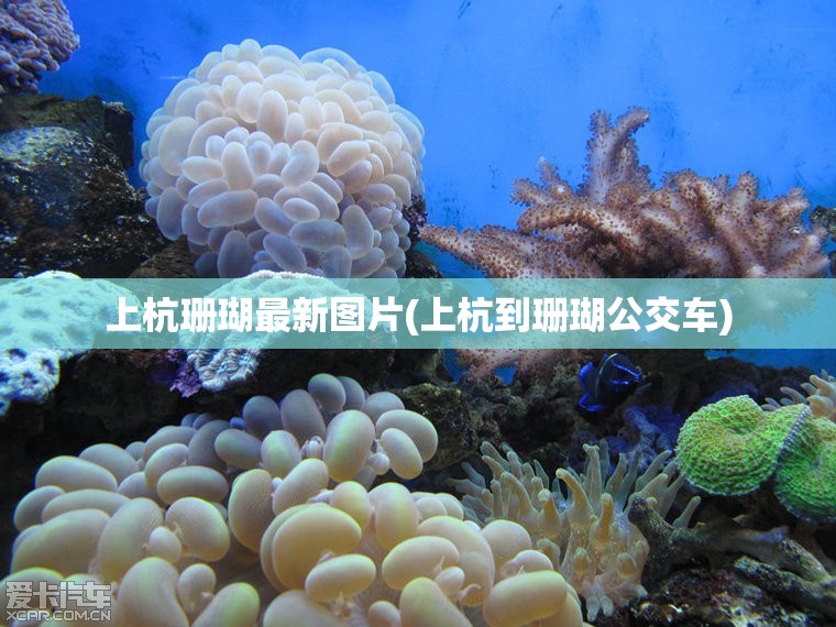 上杭珊瑚最新图片(上杭到珊瑚公交车)