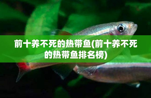 前十养不死的热带鱼(前十养不死的热带鱼排名榜)