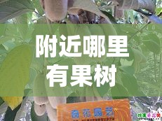 附近哪里有果树苗出售/附近哪里有果树苗出售广东省韶关市