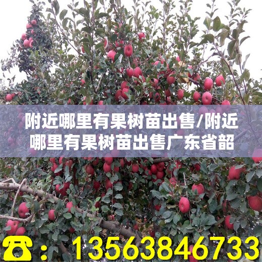 附近哪里有果树苗出售/附近哪里有果树苗出售广东省韶关市
