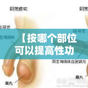 【按哪个部位可以提高性功能,按摩哪里对性功能有帮助】 【按哪个部位可以提高性功能,按摩哪里对性功能有帮助】