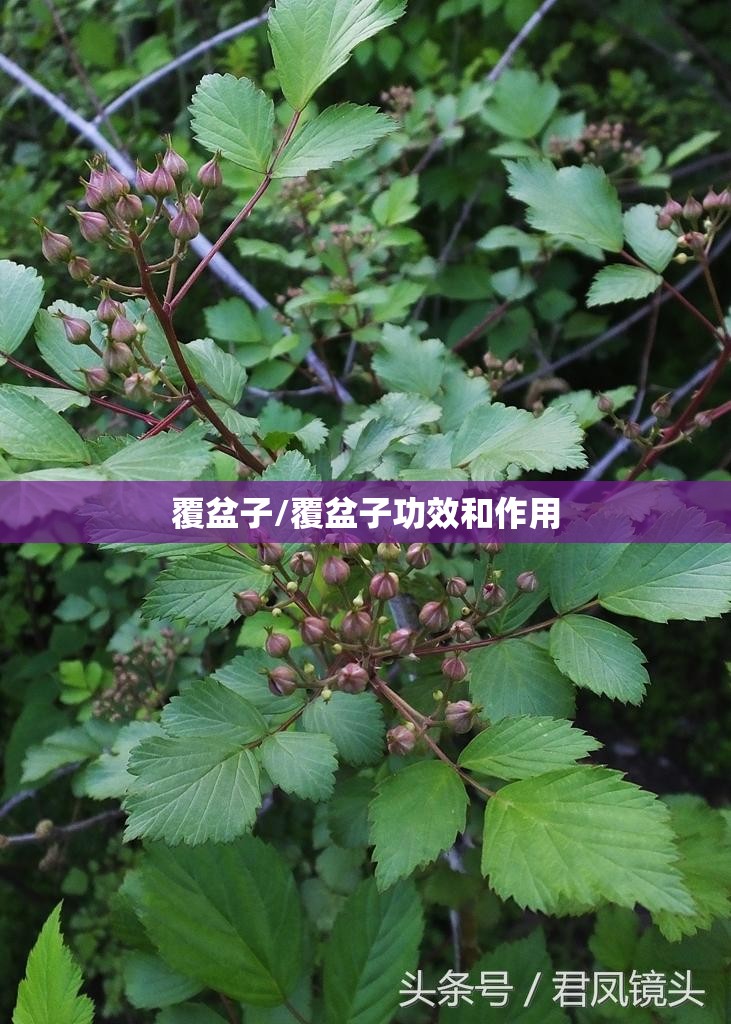 覆盆子/覆盆子功效和作用