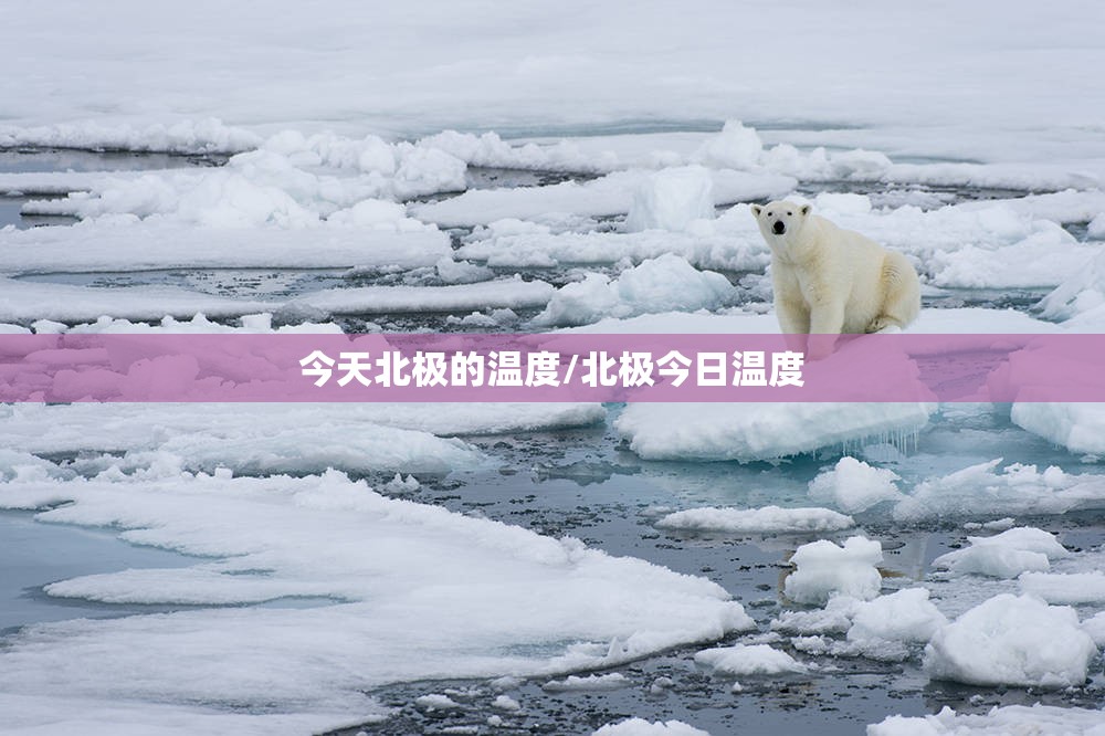 今天北极的温度/北极今日温度