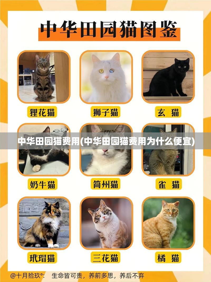 中华田园猫费用(中华田园猫费用为什么便宜) 中华田园猫费用(中华田园猫费用为什么便宜)
