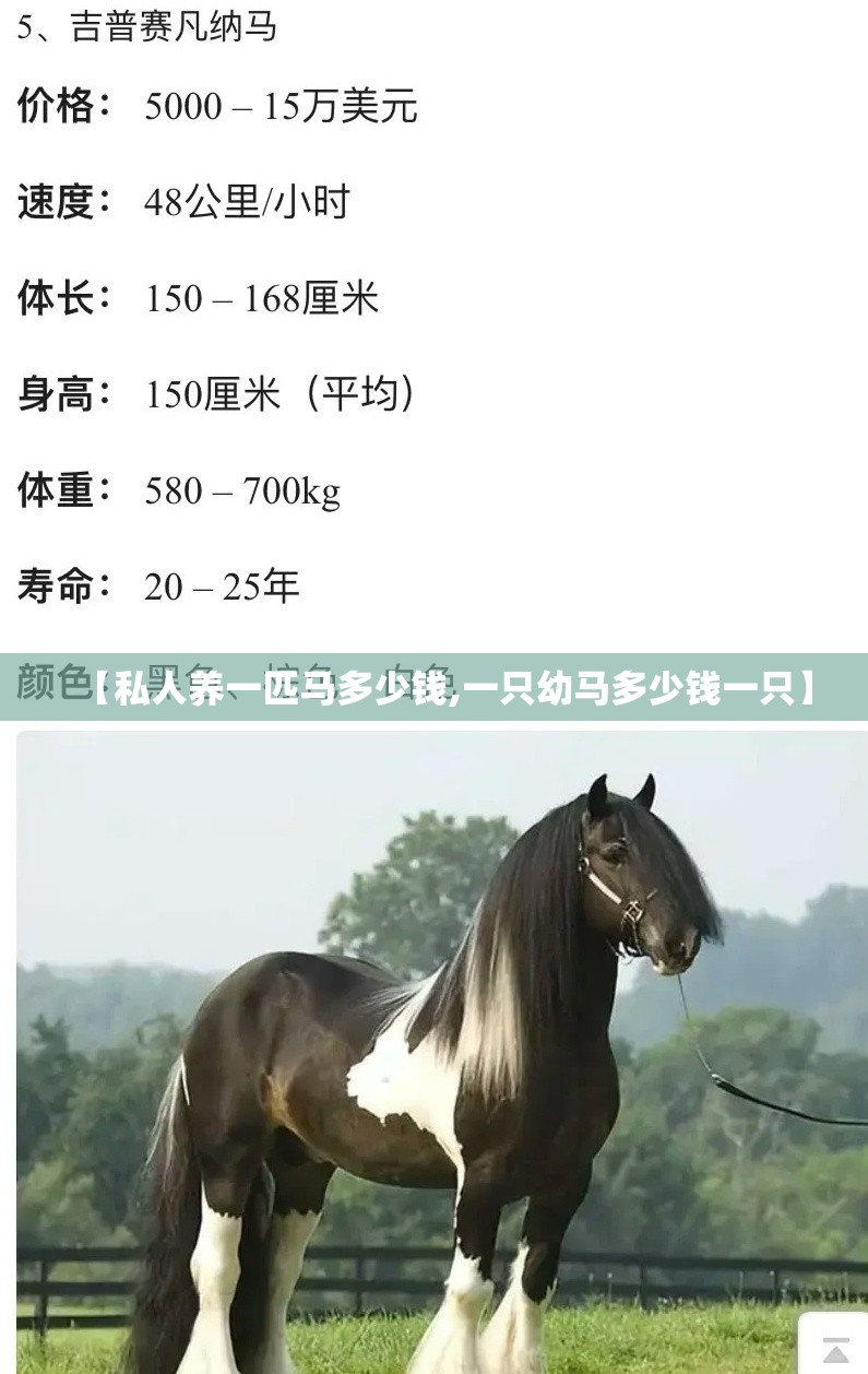 【私人养一匹马多少钱,一只幼马多少钱一只】