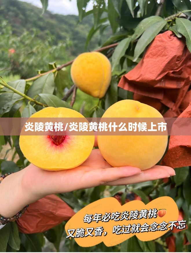 炎陵黄桃/炎陵黄桃什么时候上市
